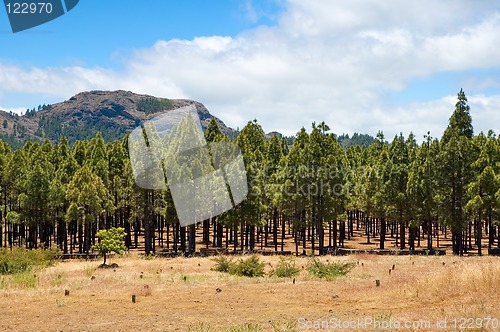 Image of Trees