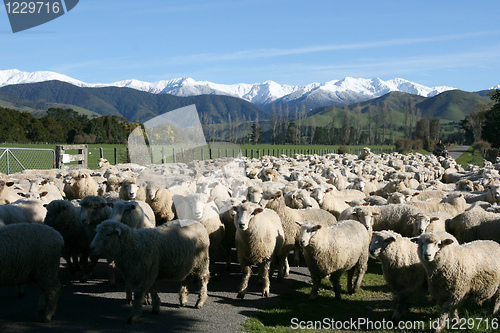 Image of sheep and mountains