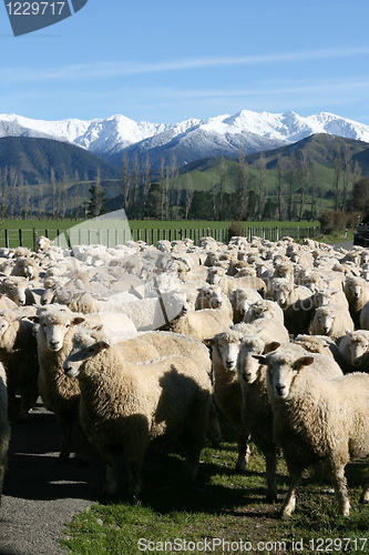 Image of sheep and mountains