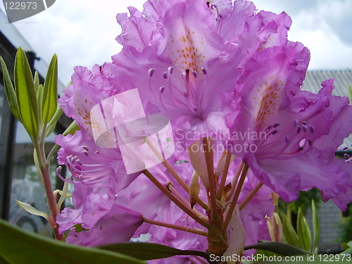 Image of pink blossom