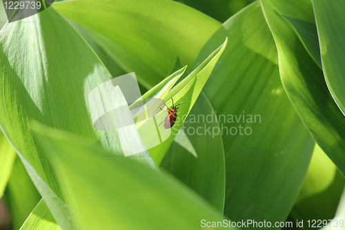 Image of Lilioceris lilii