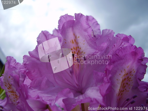 Image of pink blossom