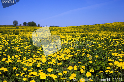 Image of Field with dandelions