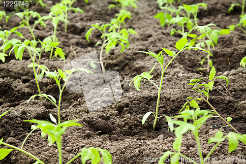 Image of Tomato bush