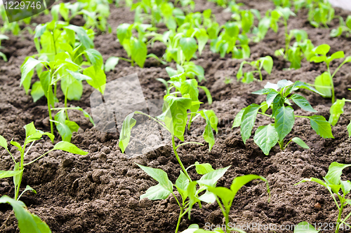 Image of Pepper bush