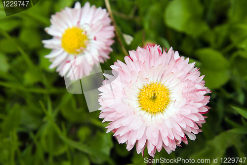 Image of Spring flowers