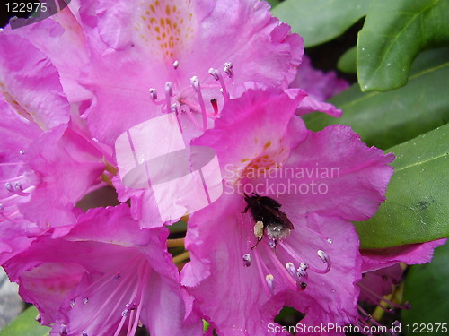 Image of pink blossom