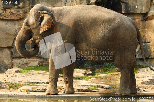 Image of elephant