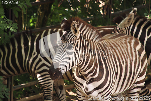 Image of zebra