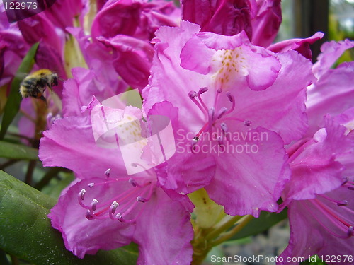 Image of pink blossom