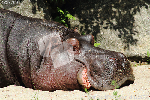 Image of small hippo
