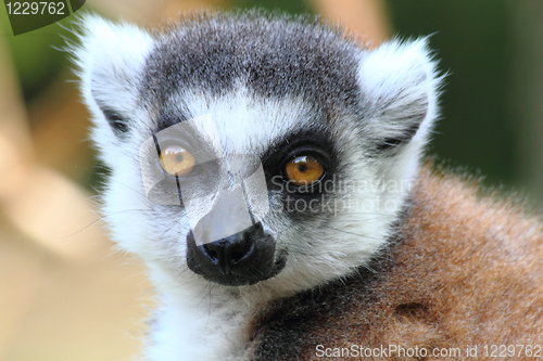 Image of lemur monkey 