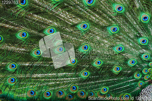Image of peacock background