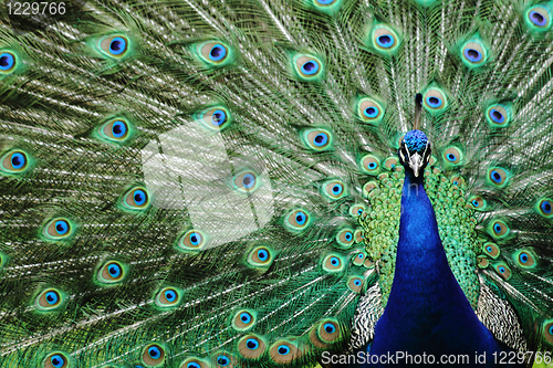 Image of peacock