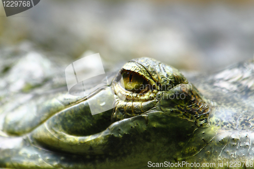 Image of alligator eye