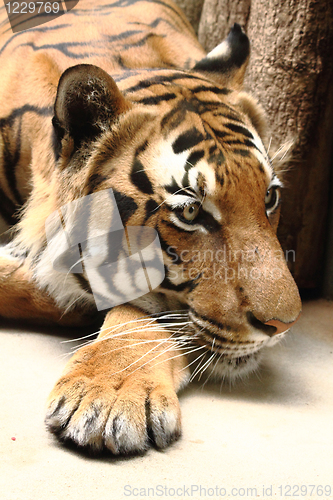 Image of tiger