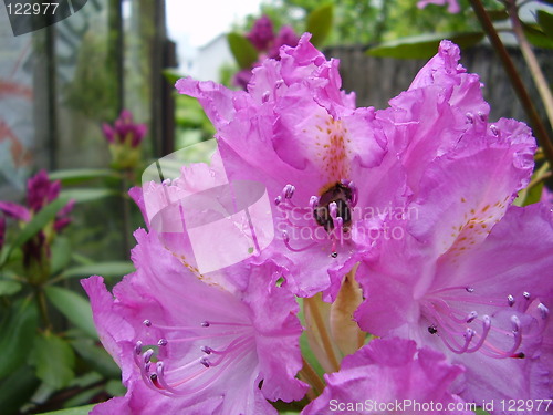 Image of pink blossom