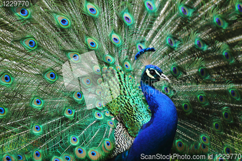Image of peacock