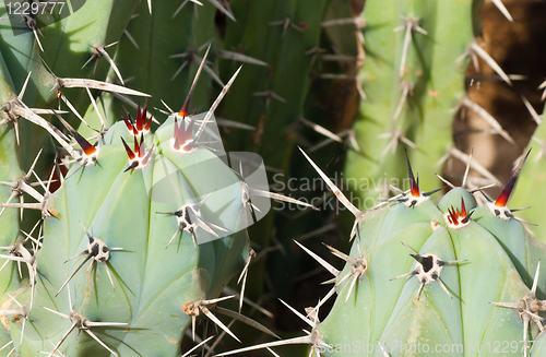 Image of Cactus