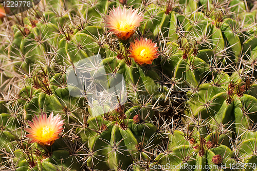 Image of Cactus