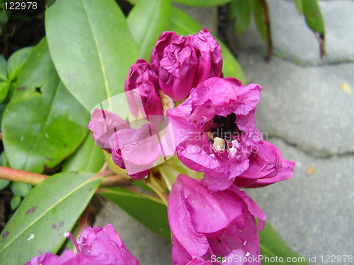 Image of pink blossom