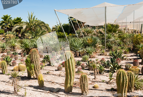 Image of Cactus farm