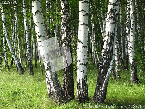 Image of birch trees