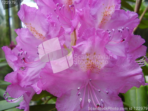 Image of pink blossom