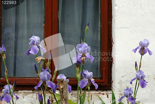 Image of iris in the garden