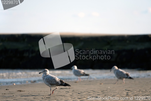 Image of Seagulls At Low Tide