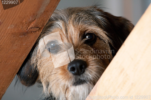 Image of Borkie Dog Peeking Through a Gap