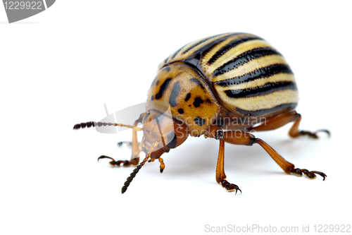 Image of Potato bug (leptinotarsa decemlineata)
