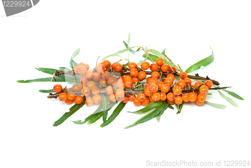 Image of Sea buckthorn branch with berries