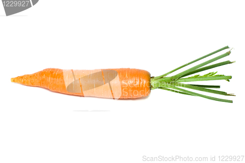Image of Single carrot