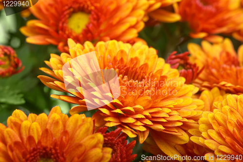 Image of Orange chrysanthemum flower