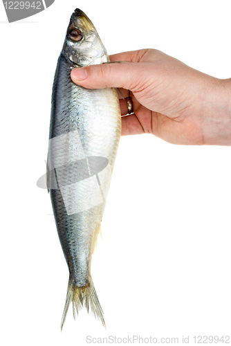 Image of Hand holding salted herring
