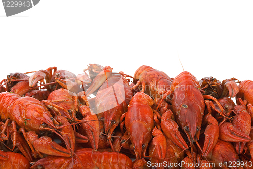 Image of Pile of boiled crayfishes