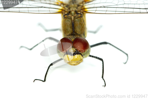 Image of Dragonfly "portrait"