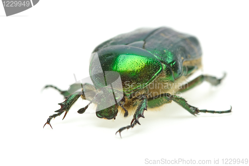 Image of Flower chafer (rose chafer, Cetonia aurata)