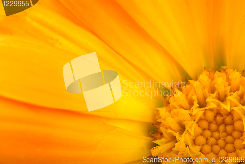 Image of Floral background: Close-up shot of orange calendula flower