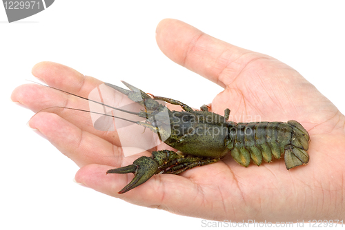 Image of Live river crayfish in hand