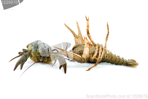 Image of Two live crayfishes isolated on the white background