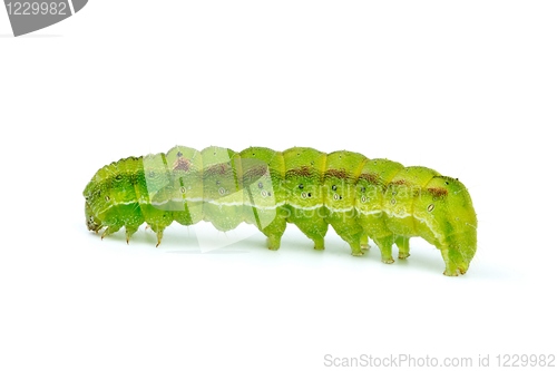 Image of Green caterpillar