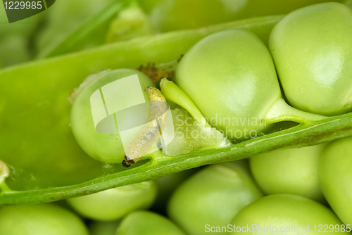 Image of Worm in the pea pod