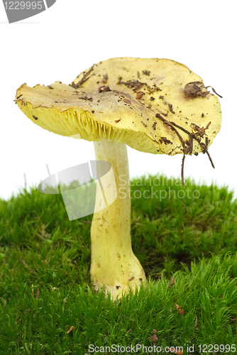 Image of Man-on-the-horse (Tricholoma Flavovirens) agaric