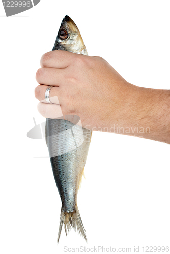 Image of Hand holding salted herring