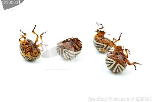 Image of Four dead potato bugs (leptinotarsa decemlineata)