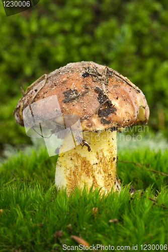 Image of Yellow boletus (Sullius granulatus) growned on the green moss