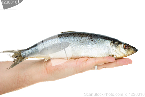 Image of Salted herring lie in hand