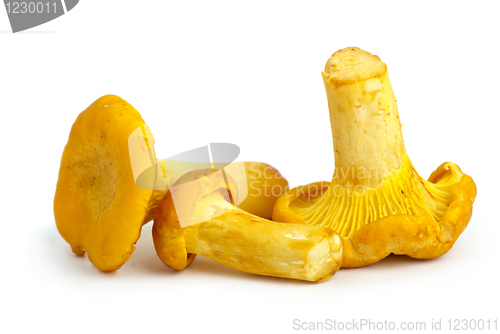 Image of Three chanterelle mushrooms